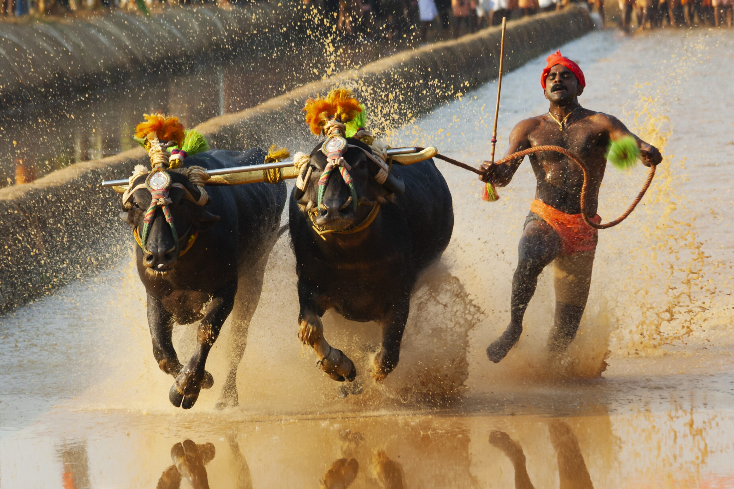  Karnataka: Traditional buffalo Race Kambala Held At Moodabidri In Dakshina Kannada District